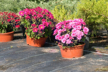 Garden shop. Variety of seedlings of pink chrysanthemums in pots in garden store. Nursery of plants for gardening.
