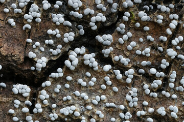 Badhamia panicea, a species of slime mold belonging to the family Physaraceae