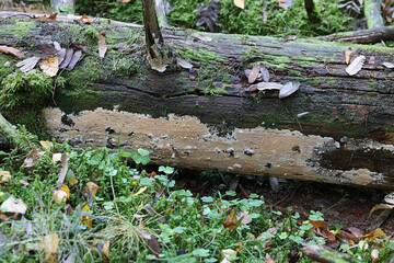 Vesiculomyces citrinus, also called Gloiothele citrina, a resupinate fungus growing on spruce log in Finland