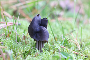 Helvella lacunosa, known as the slate grey saddle or fluted black elfin saddle, wild mushroom from Finland