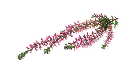 Branch of heather with beautiful flowers isolated on white
