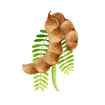 Tamarind fruit watercolor illustration. Hand drawn realistic tamarindus indica fruit and green leaf element. Tamarind sweet natural organic plant on white background
