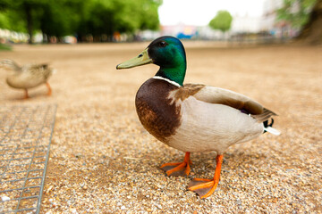 Duck living in a city park. Duck portrait