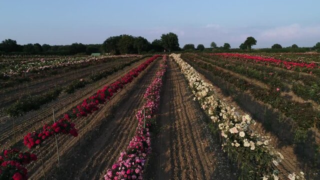 Rosen auf einem Feld in verschiedenen Farben, aufgenommen mit einer Drohne