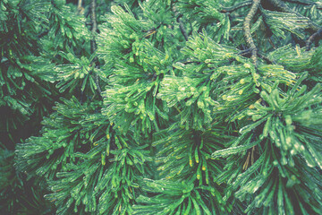 Pine branches covered with ice after freezing rain. Nature winter background in trendy green color