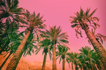 Palm trees plantation against a sunset sky. Tropical evening landscape toned in Pacific pink trendy color