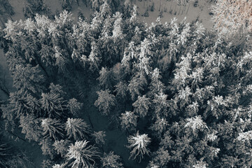 Aerial view of winter forest covered with snow