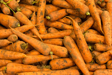 a lot of dirty unwashed small carrots