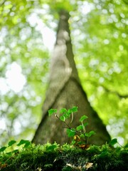 Jeune pousse devant un arbre centenaire