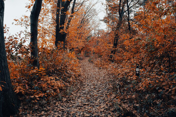 Fototapeta premium autumn in the forest