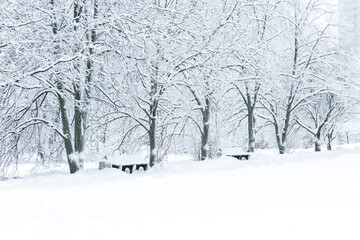 Fototapeta premium Trees and benches in the snow in the park. A beautiful winter fairy tale.