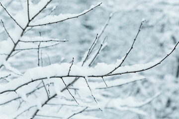 Branches of trees under the thickness of snow. A beautiful winter fairy tale. Close-up.