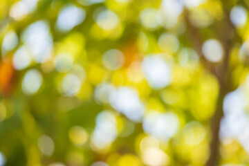 Abstract blur green leaf bokeh nature background