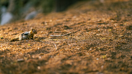 sun shining on a chipmunk