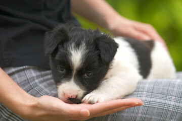 Close up of a woman holding small puppy on her lap
