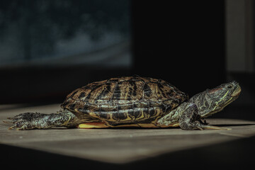 Naklejka premium turtle on the tree