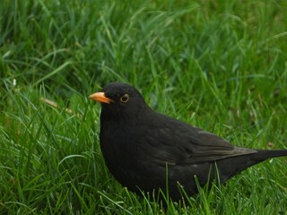 Amsel