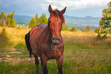 beautiful horse in the Ukrainian carpathians. unusually beautiful horse