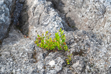 early blueberry bush on rocky mountains