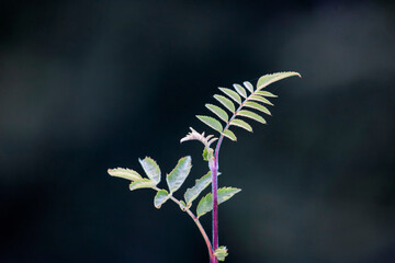 early acacia bush in the Ukrainian Carpathians