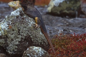 Galapagos land iguana