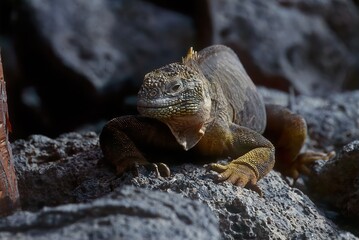 Galapagos land iguana