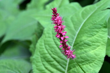 Blüte eines Kerzenknöterichs
