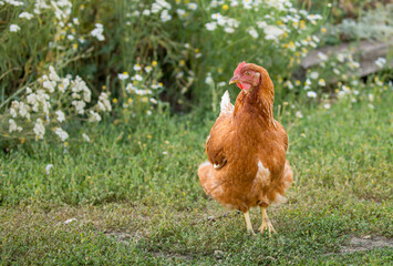 A hen and a young rooster are shot in the green grass in the pasture. Free range of poultry on the poultry farm. chicken