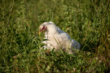 A hen and a young rooster are shot in the green grass in the pasture. Free range of poultry on the poultry farm. chicken