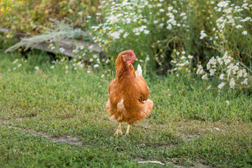 A hen and a young rooster are shot in the green grass in the pasture. Free range of poultry on the poultry farm. chicken