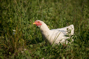 A hen and a young rooster are shot in the green grass in the pasture. Free range of poultry on the poultry farm. chicken