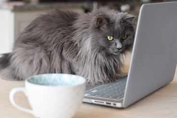 Cute funny grey cat sitting on top of desk watching something on laptop computer