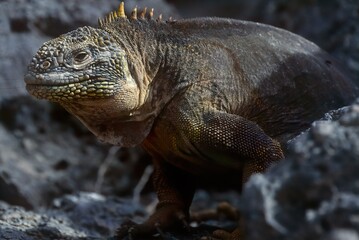 Galapagos land iguana