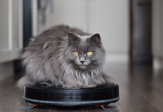 Fluffy grey cat sitting on top of robot vaccum cleaner