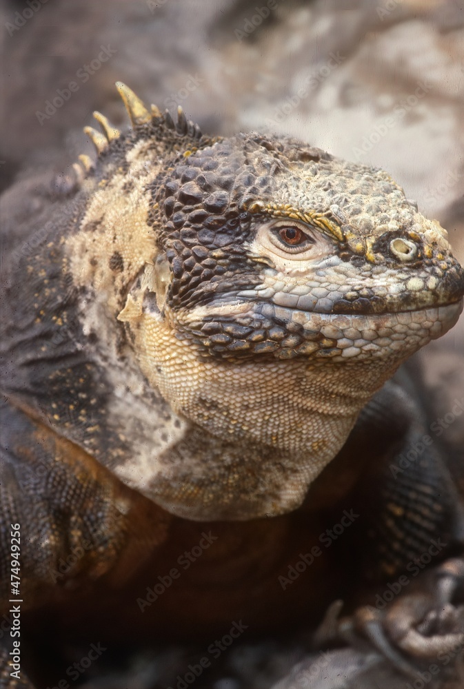 Poster Galapagos land iguana