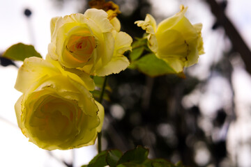yellow rose flower