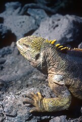 Galapagos land iguana