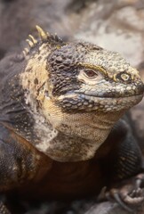 Galapagos land iguana
