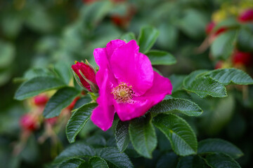 pink rose bush