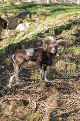 Naklejka na ściany i meble Wild male mountain goat with big horns on a mountain landscape