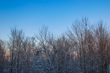 a picture photographed just after the leaves of the trees went out