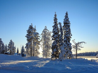 Schneebedeckte Bäume vor der untergehenden Sonne in Lappland Finnland