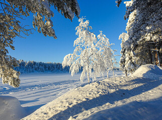 Schneebedeckte Birke in der Abendsonne in Lappland Finnland