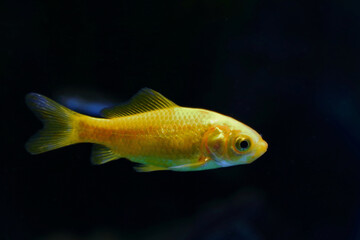 Goldfisch / Goldfish / Carassius auratus