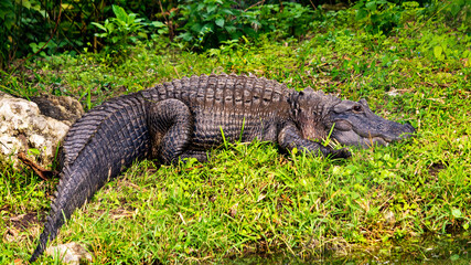 alligator in the everglades