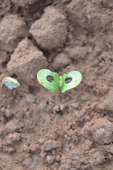 Soybean plant 5 days after germination with its cotyledon with water droplets and perforated in the center
