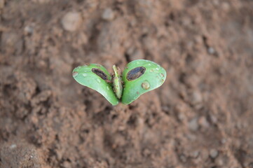 Soybean plant 5 days after germination with its cotyledon with water droplets and perforated in the center