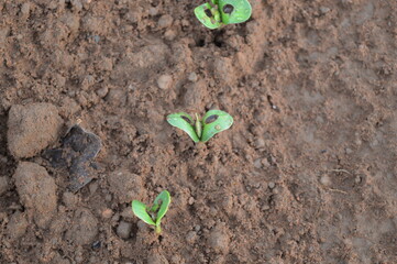 3 Soybean plant 5 days after germination with its cotyledon with water droplets and perforated in the center