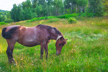 beautiful horse in the Ukrainian carpathians. unusually beautiful horse