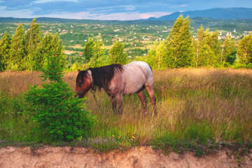 beautiful horse in the Ukrainian carpathians. unusually beautiful horse